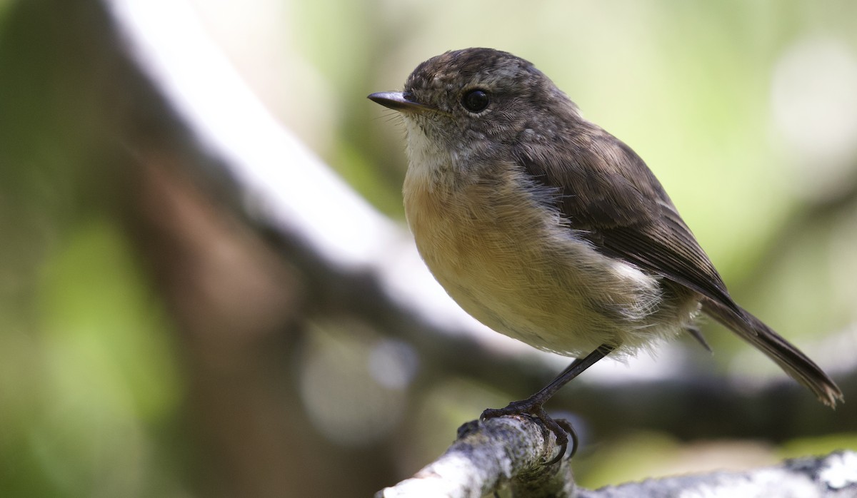 Reunion Stonechat - ML524221511