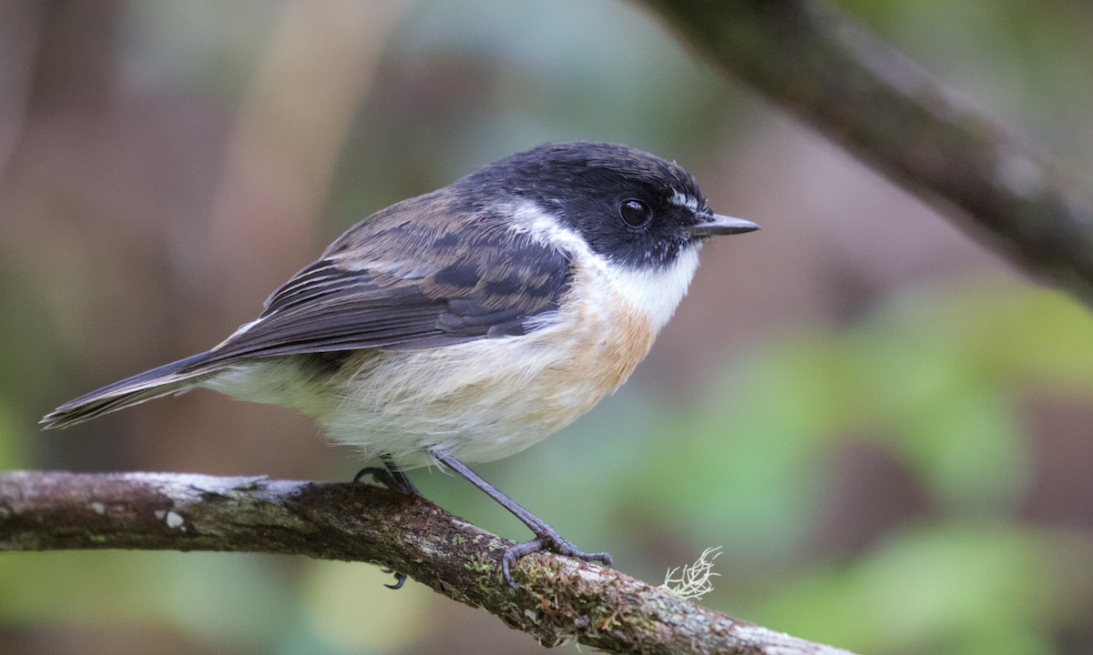 Reunion Stonechat - ML524221521