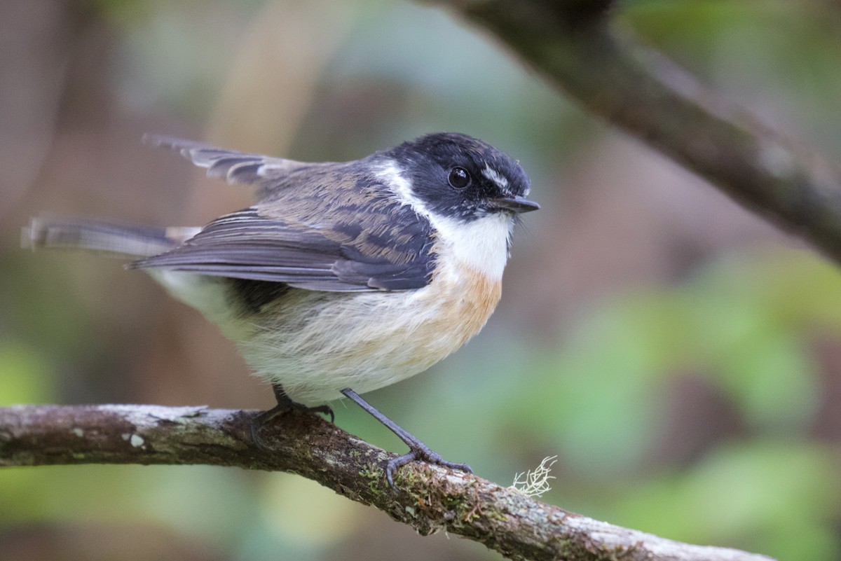 Reunion Stonechat - ML524221541