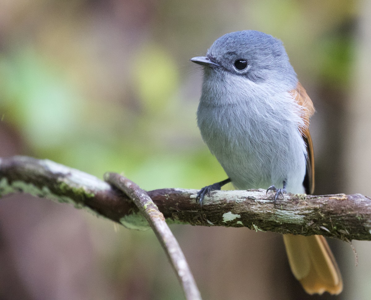 Mascarene Paradise-Flycatcher - ML524221831