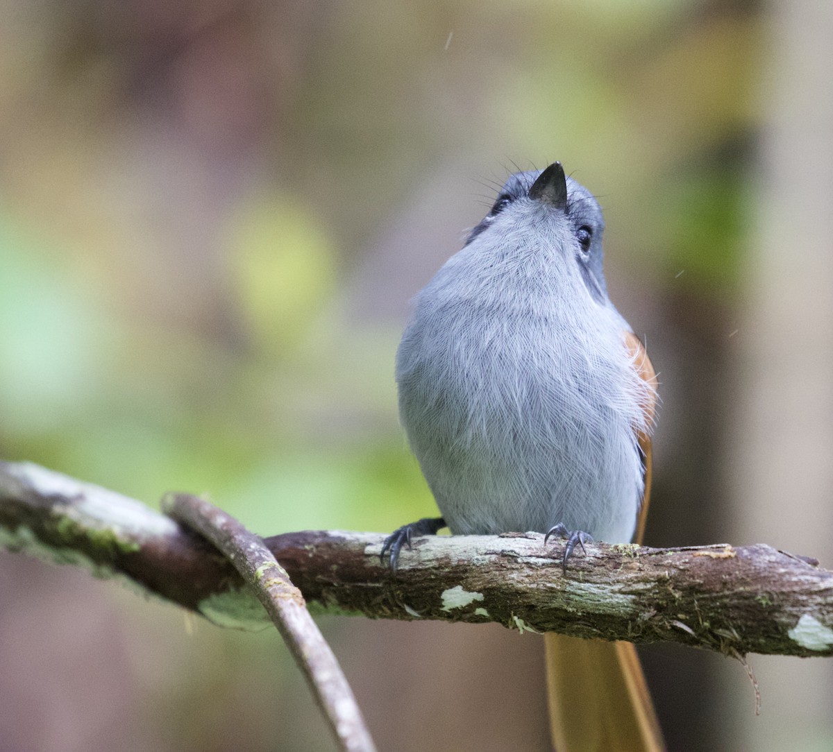 Mascarene Paradise-Flycatcher - ML524221841