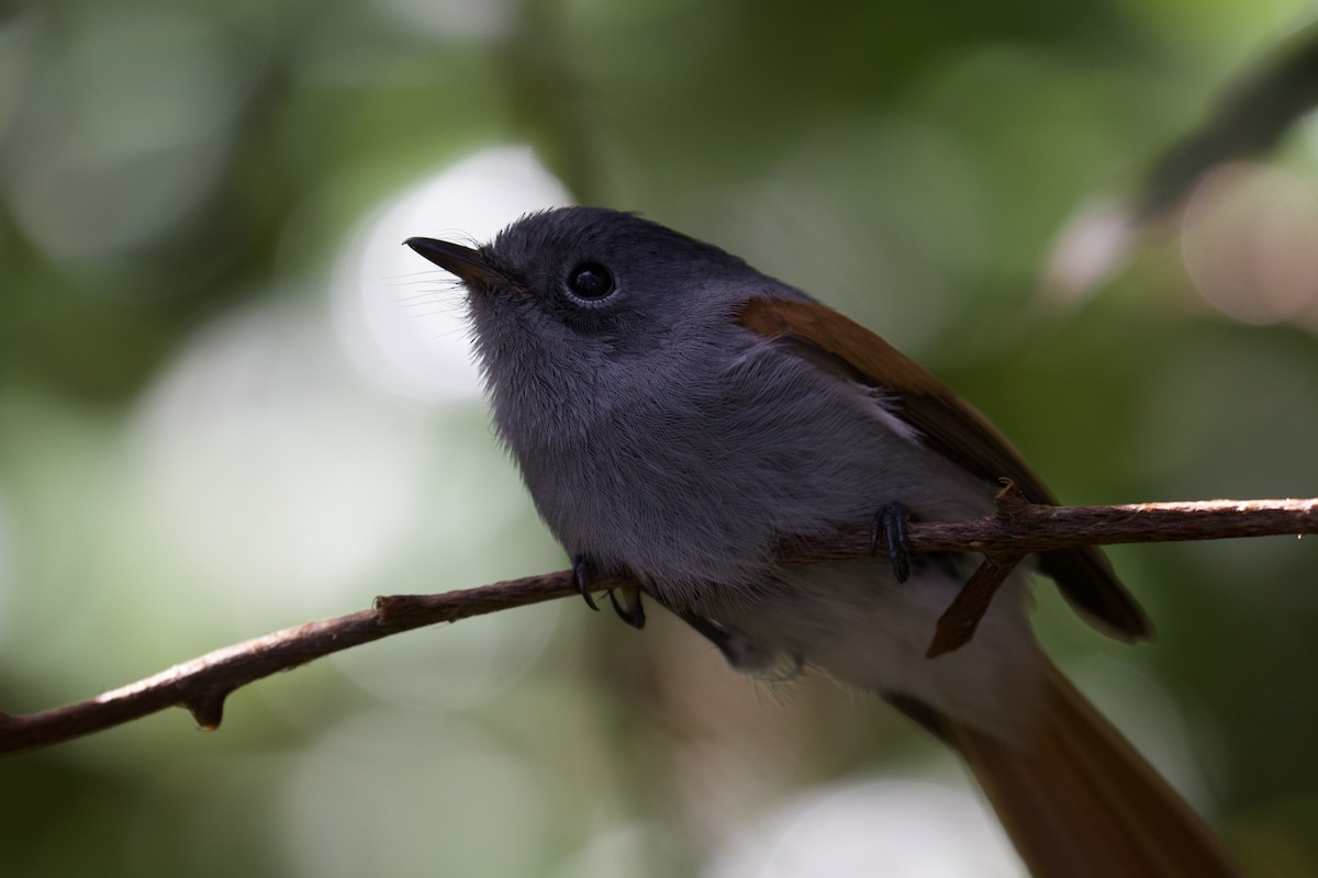 Mascarene Paradise-Flycatcher - ML524221851