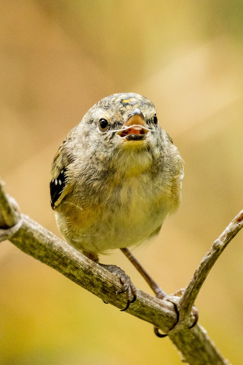 Spotted Pardalote - Imogen Warren