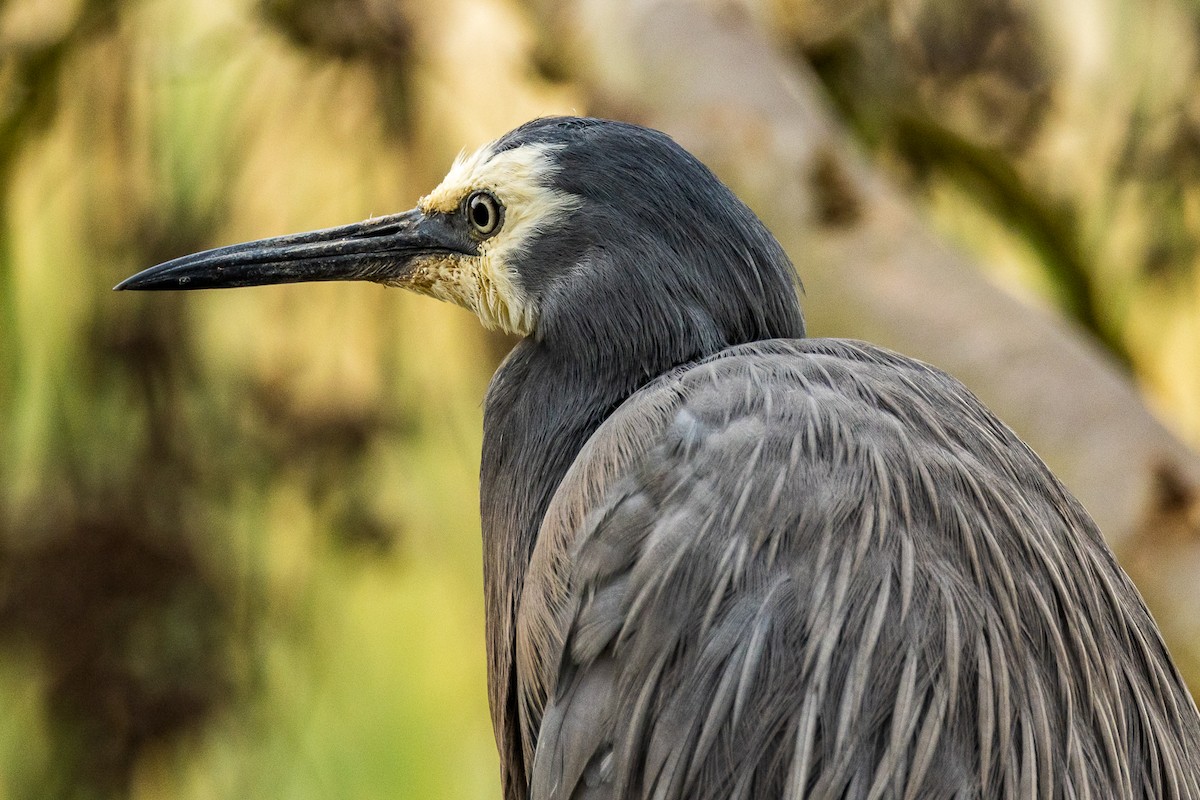 White-faced Heron - ML524222361