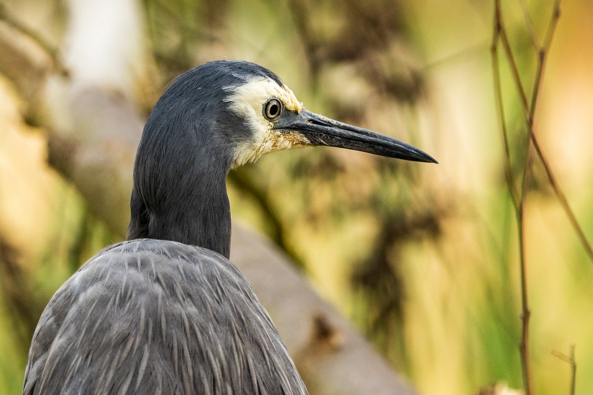 White-faced Heron - ML524222371