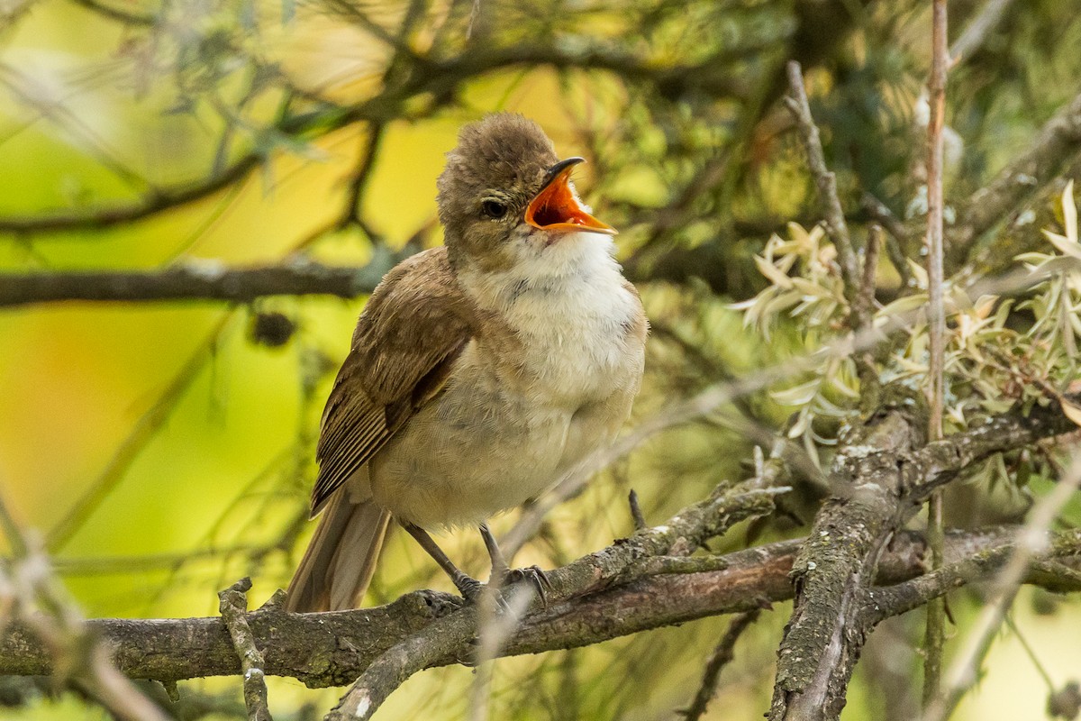 Australian Reed Warbler - ML524222391