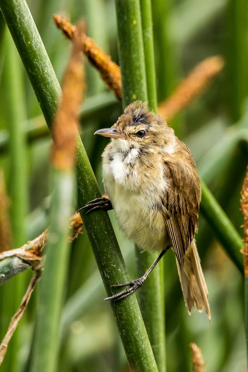 Australian Reed Warbler - ML524222411