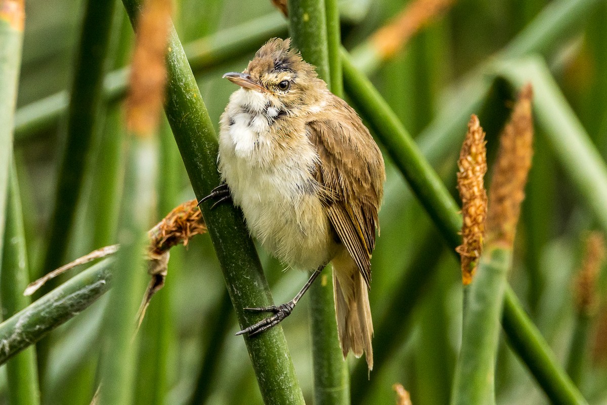 Australian Reed Warbler - ML524222431