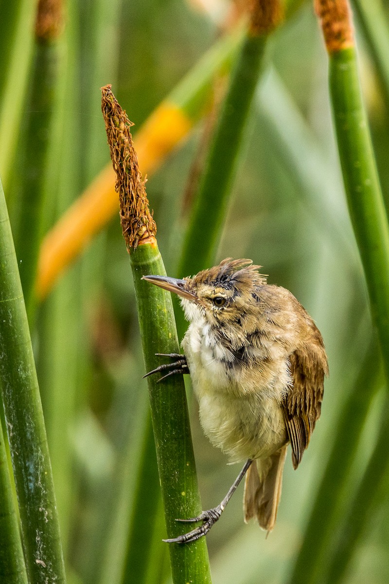 Australian Reed Warbler - ML524222541