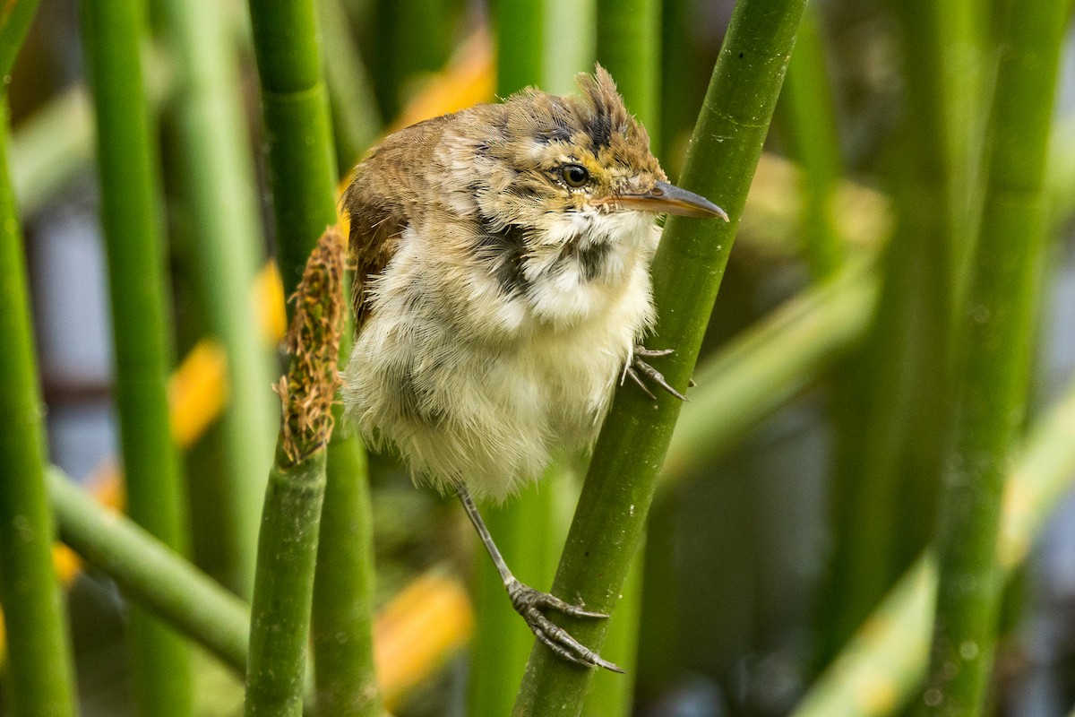 Australian Reed Warbler - ML524222691