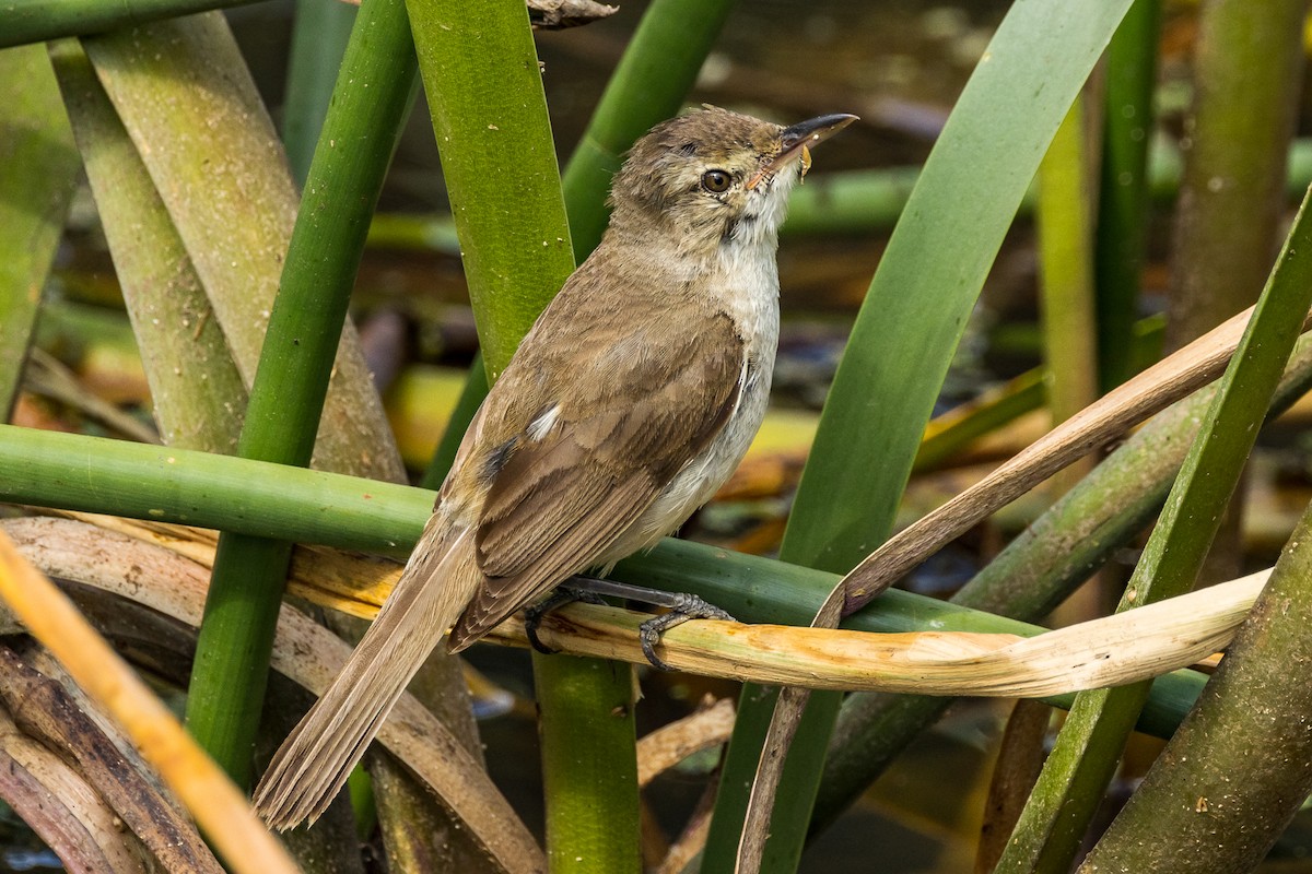 Australian Reed Warbler - ML524222701