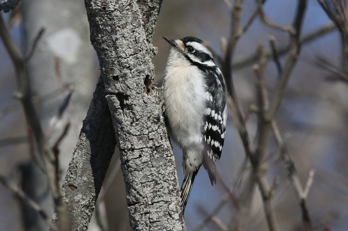 Downy Woodpecker - ML52422271