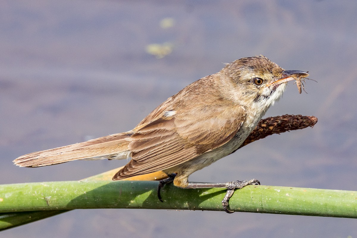 Australian Reed Warbler - ML524222711