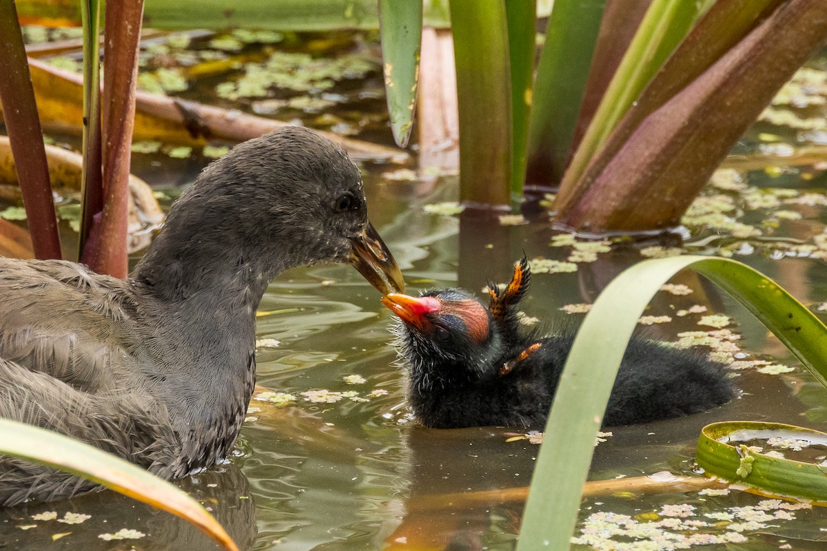 Dusky Moorhen - ML524222731