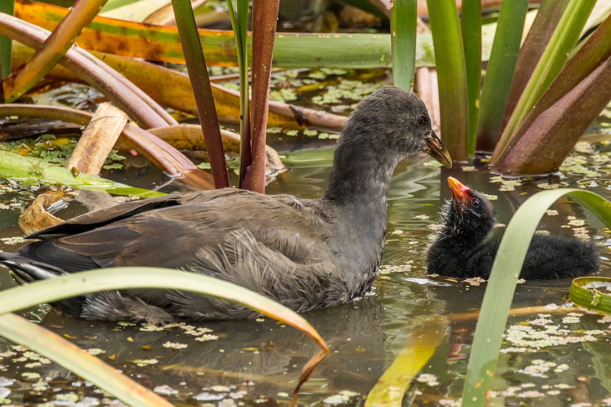 Dusky Moorhen - ML524222761