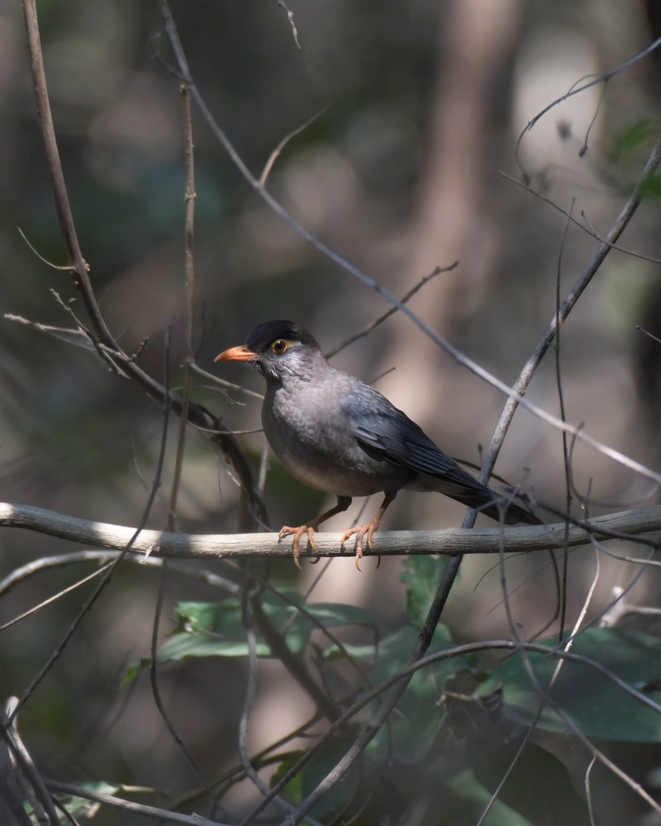 Indian Blackbird - ML524222891