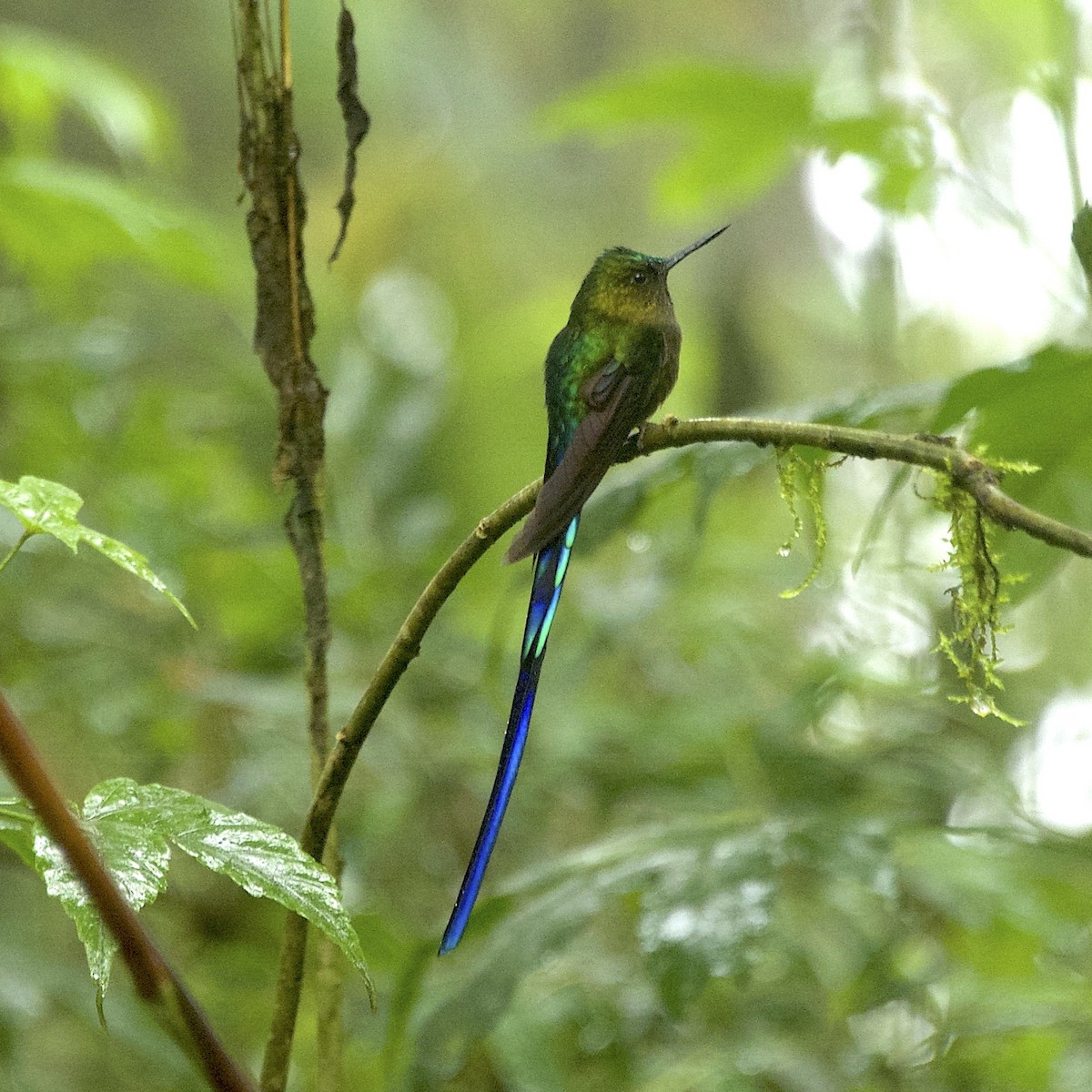 Violet-tailed Sylph - ML524224941