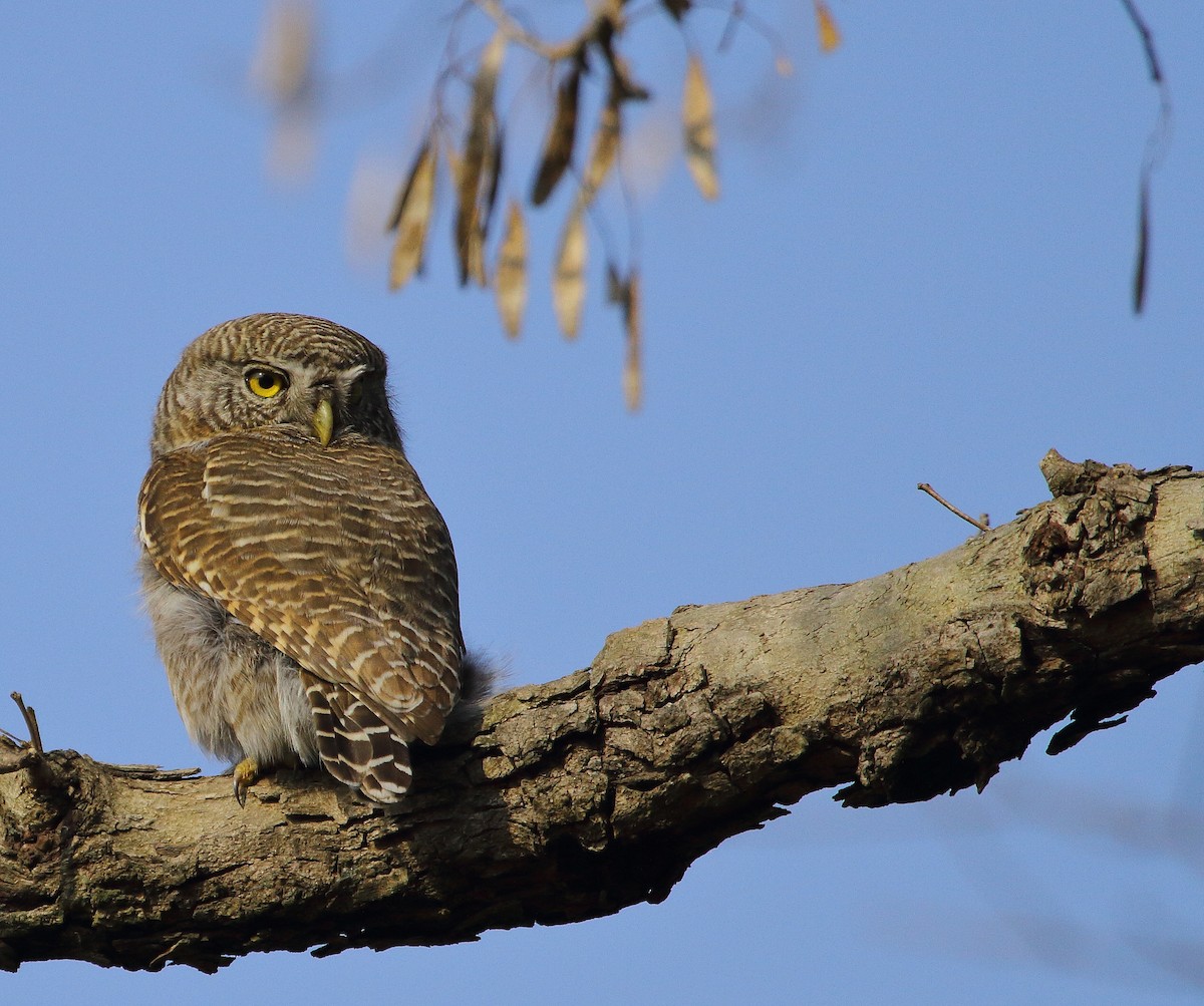 Asian Barred Owlet - ML524225011