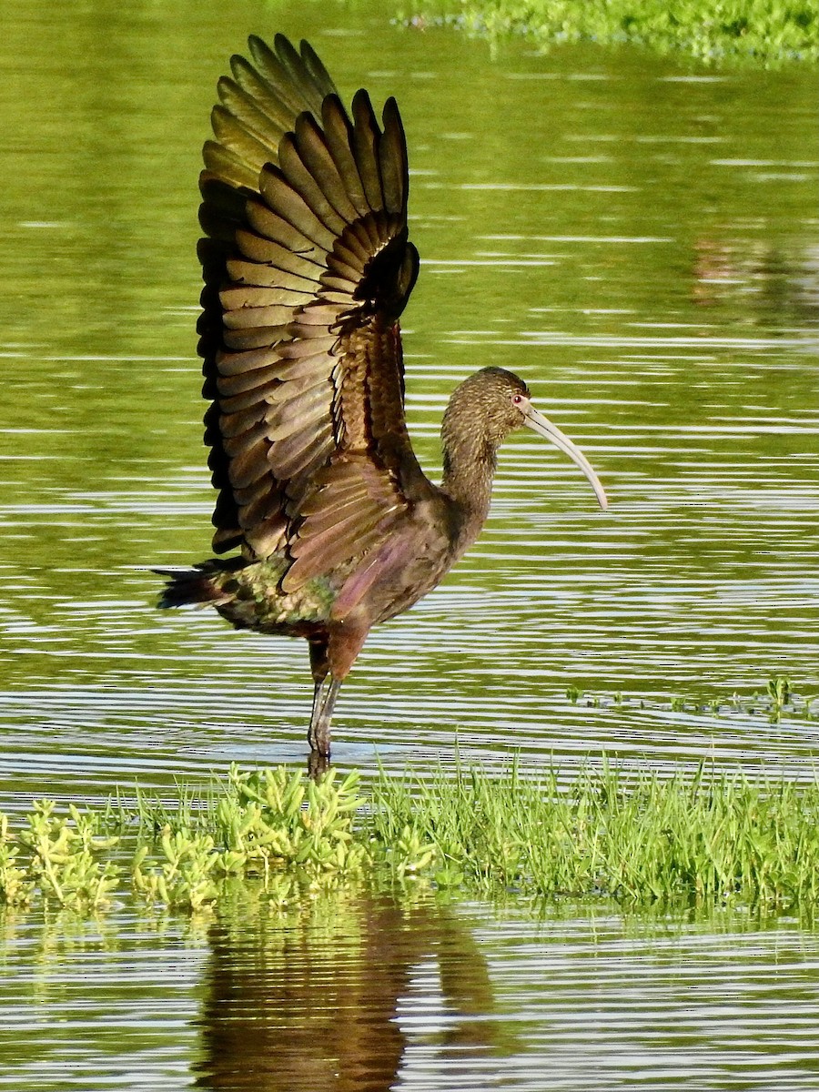 White-faced Ibis - Michael Young