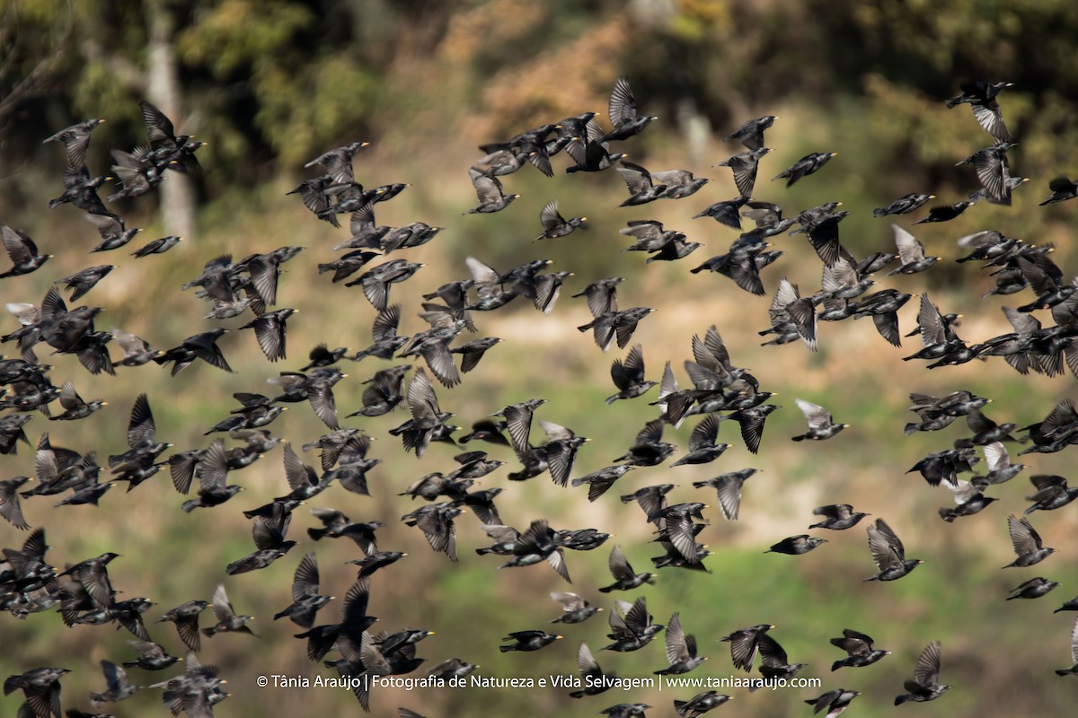 Spotless Starling - ML52422551