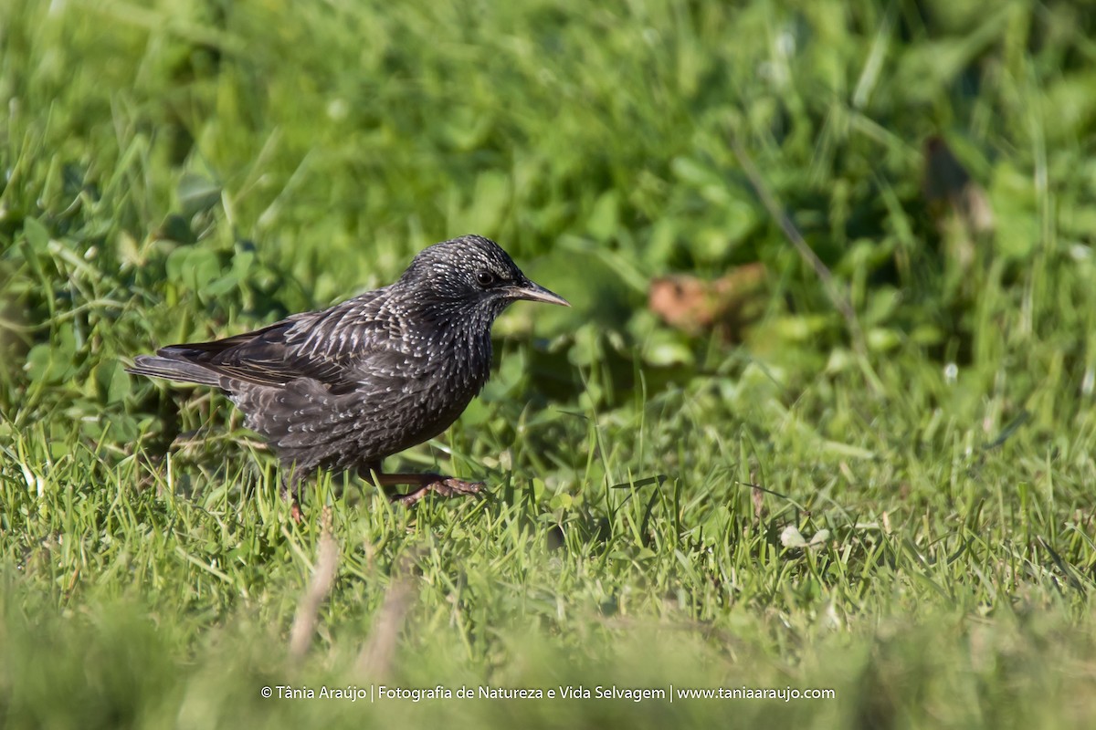 Spotless Starling - ML52422561