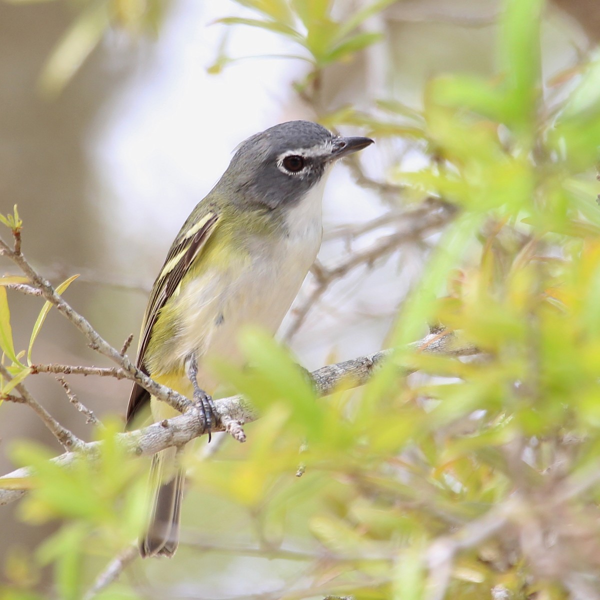 Mavi Başlı Vireo - ML524225891