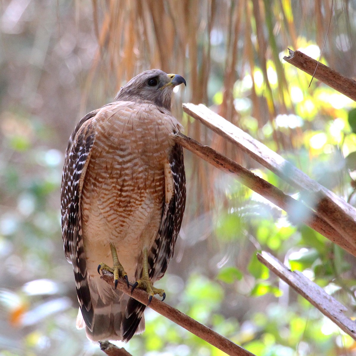 Red-shouldered Hawk - ML524226031