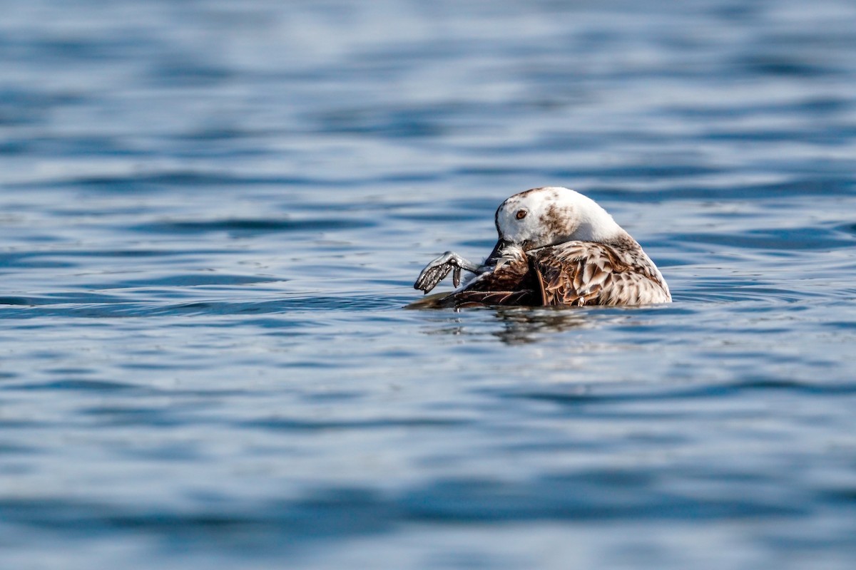 Long-tailed Duck - ML524226211