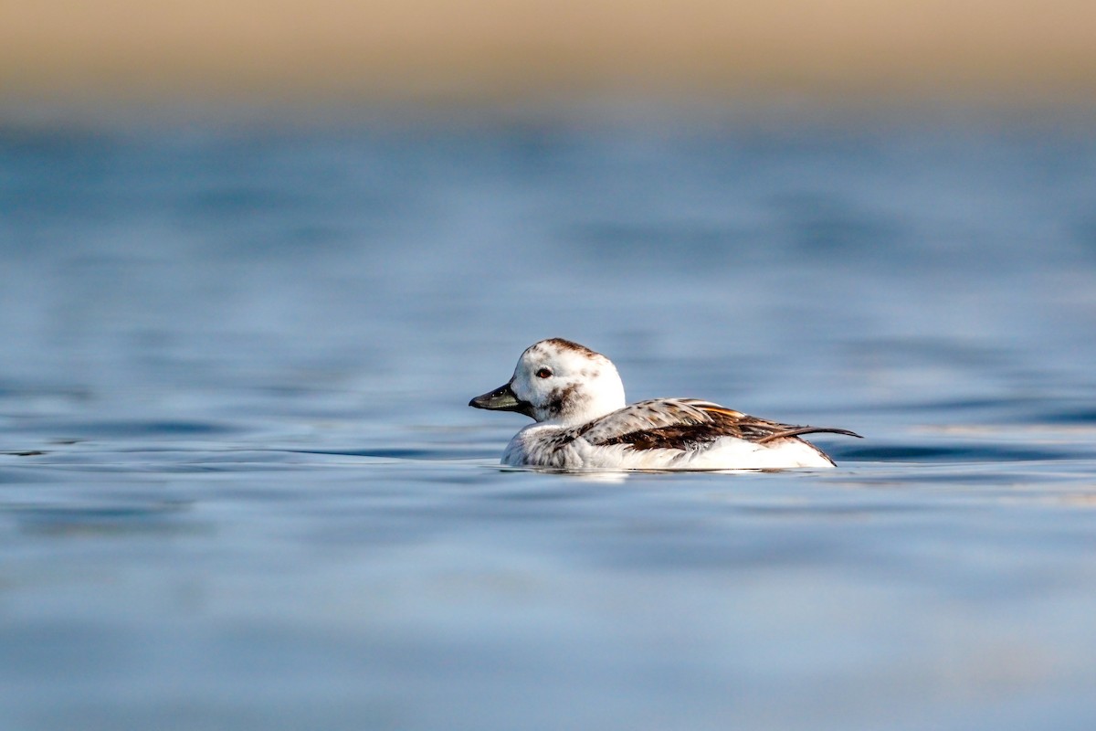 Long-tailed Duck - ML524226221