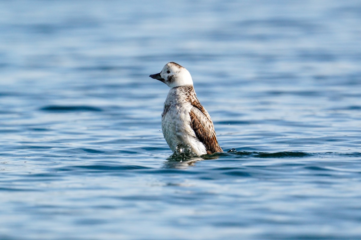 Long-tailed Duck - ML524226231