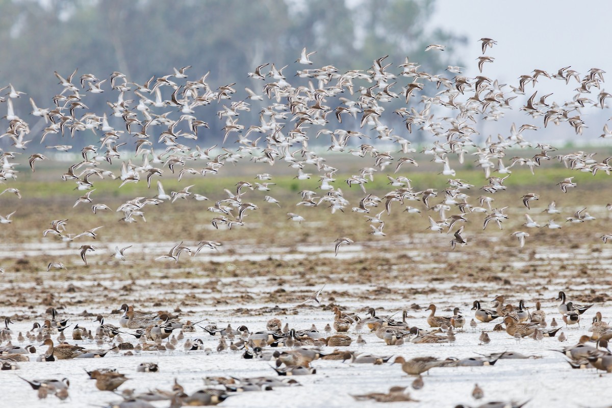 Dunlin - ML524226361