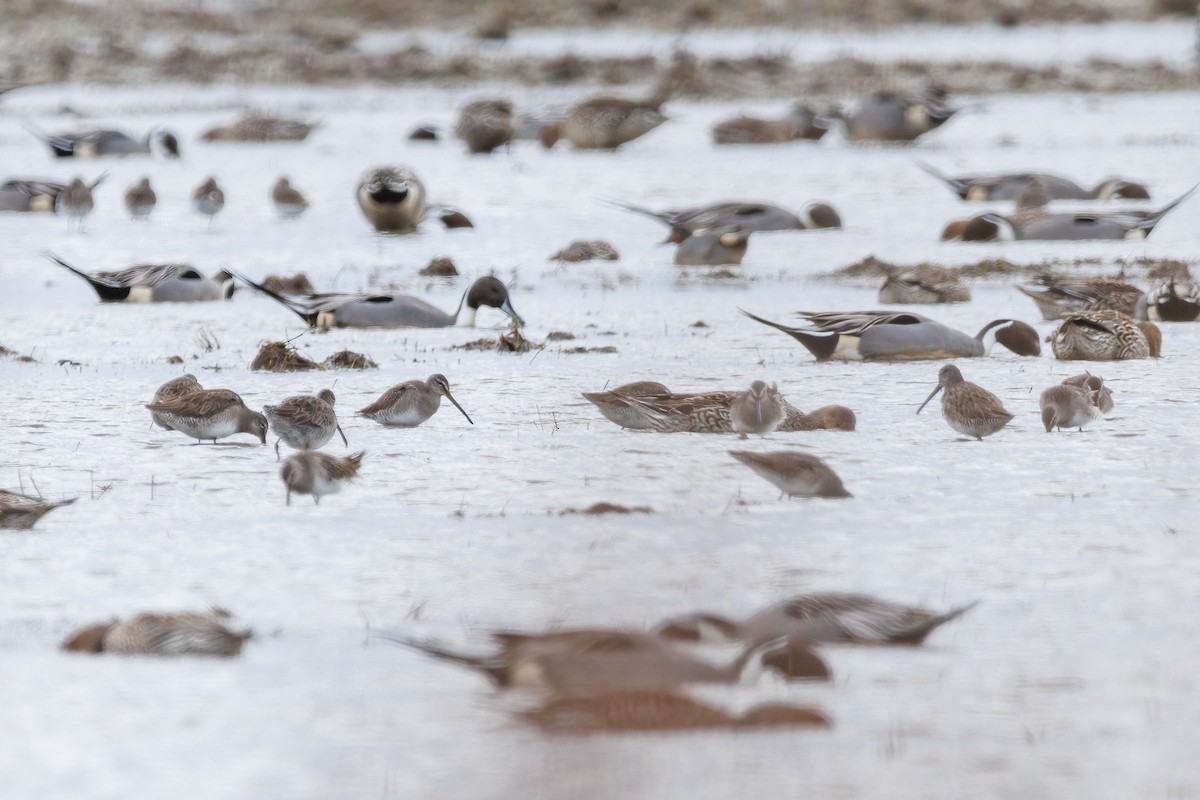 Long-billed Dowitcher - ML524226431