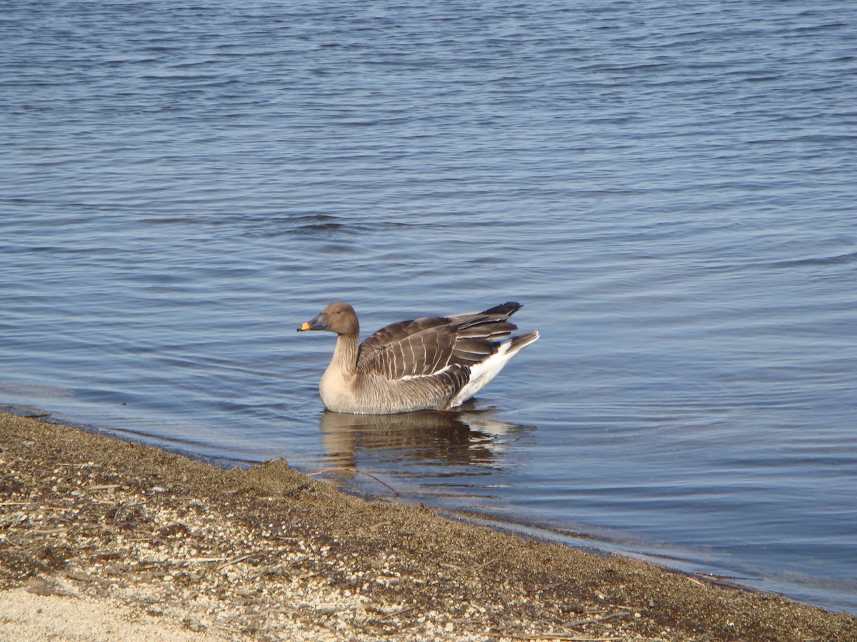 Tundra Bean-Goose - ML524226651