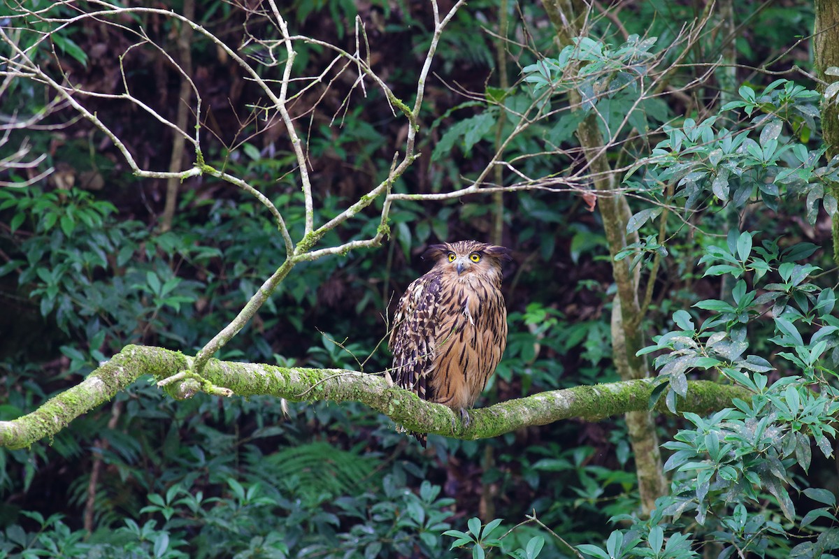 Tawny Fish-Owl - ML524226901