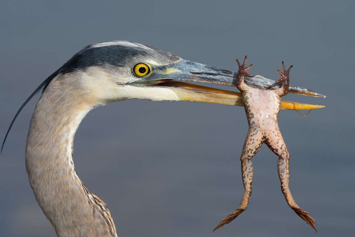 Great Blue Heron - ML524228331