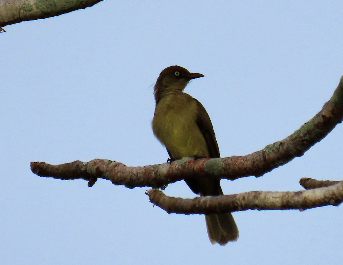 Bulbul de Zanzíbar - ML524229081