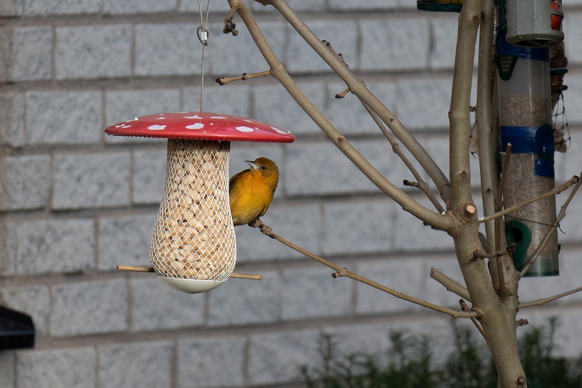 trupiál baltimorský - ML524229111