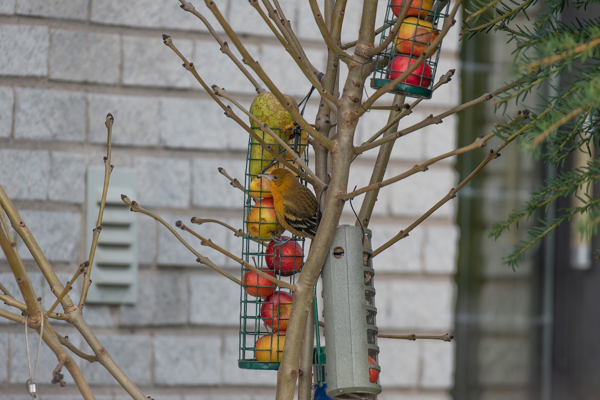 trupiál baltimorský - ML524229121