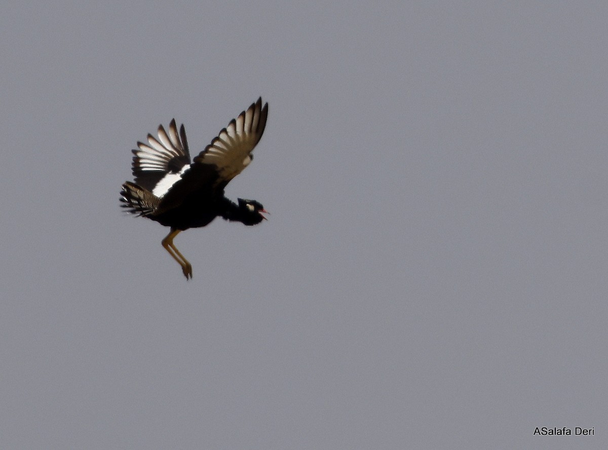 White-quilled Bustard - Fanis Theofanopoulos (ASalafa Deri)