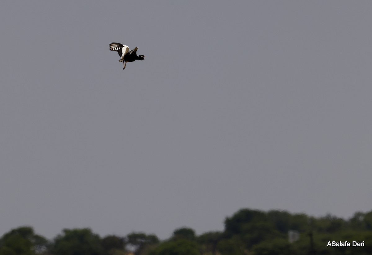 White-quilled Bustard - ML524229541