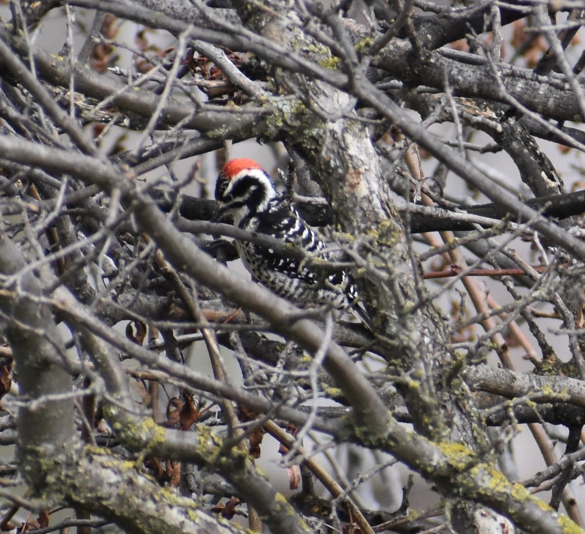 Nuttall's Woodpecker - ML524230511