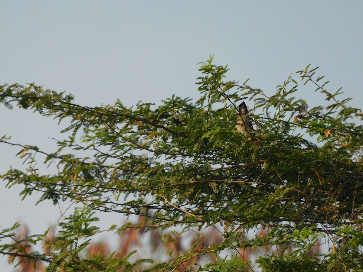 Bulbul à ventre rouge - ML524232781