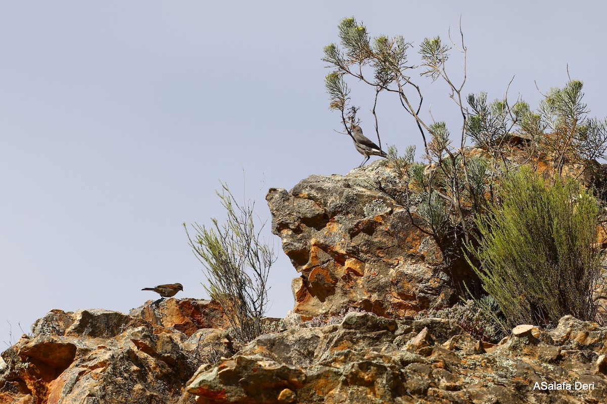 Mountain Wheatear - ML524233161