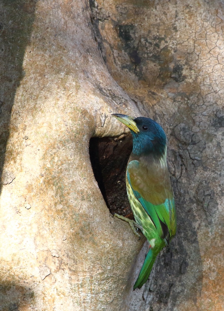 Great Barbet - ML524233281