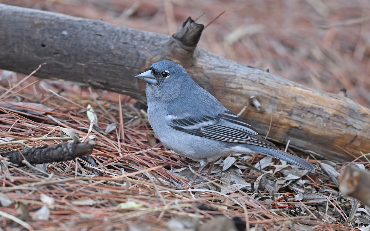 Gran Canaria Blue Chaffinch - ML524233881