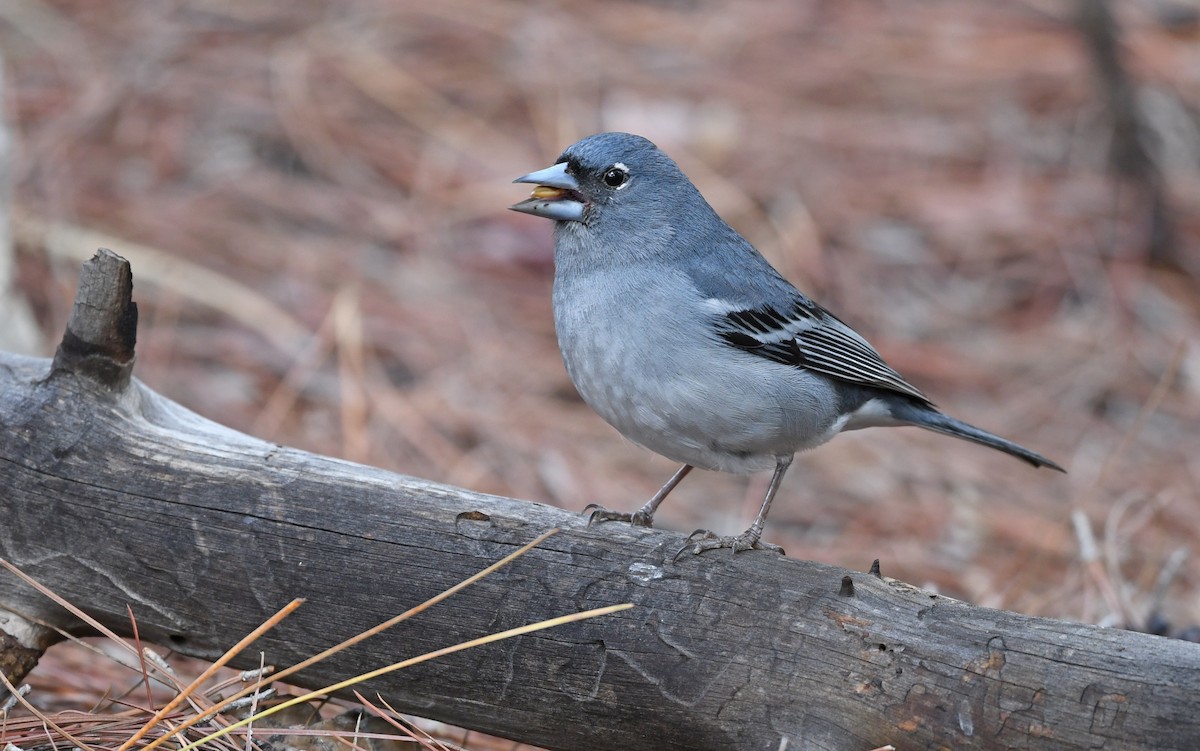 Gran Canaria Blue Chaffinch - ML524233891