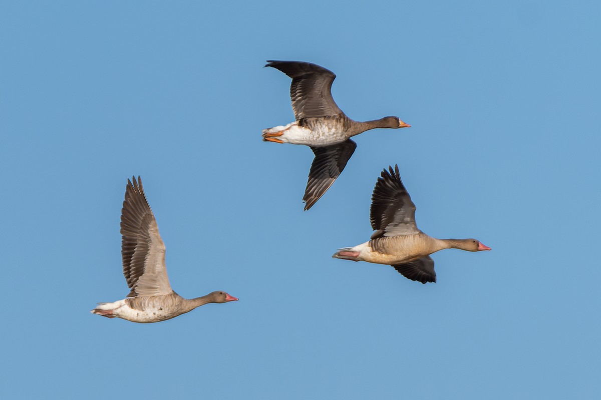 Greater White-fronted Goose (Eurasian) - Andaman Kaosung