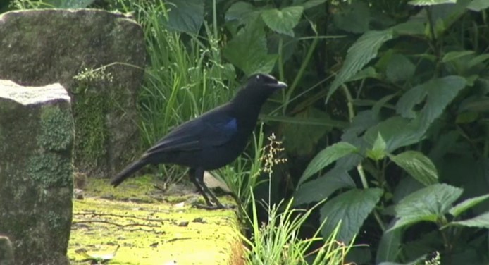 Malabar Whistling-Thrush - ML524235221