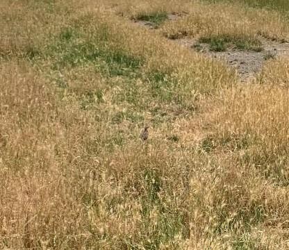 Stubble Quail - ML524235561