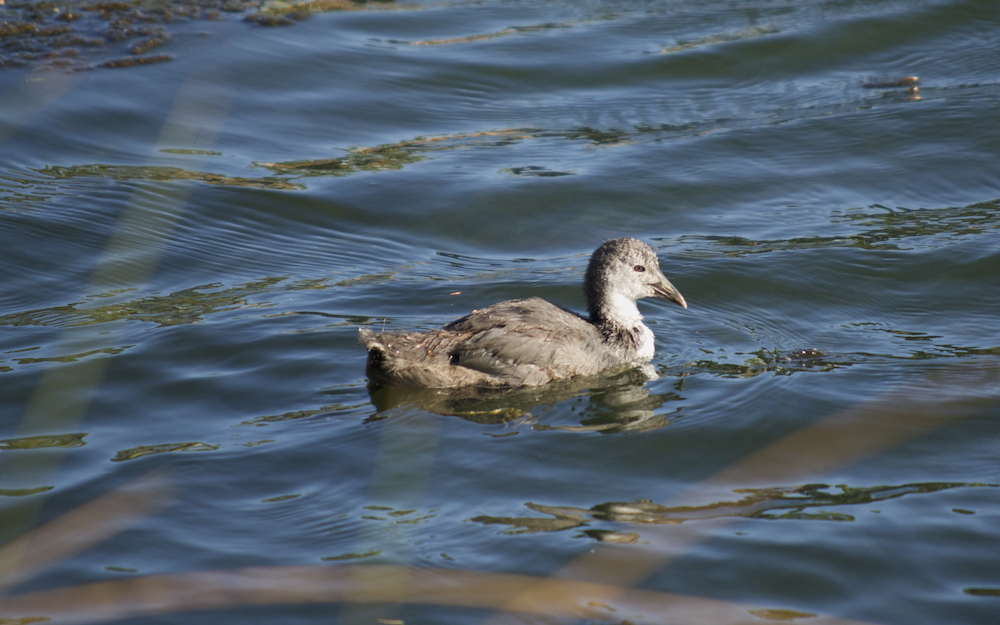 Халзан түнжүүр - ML524235881